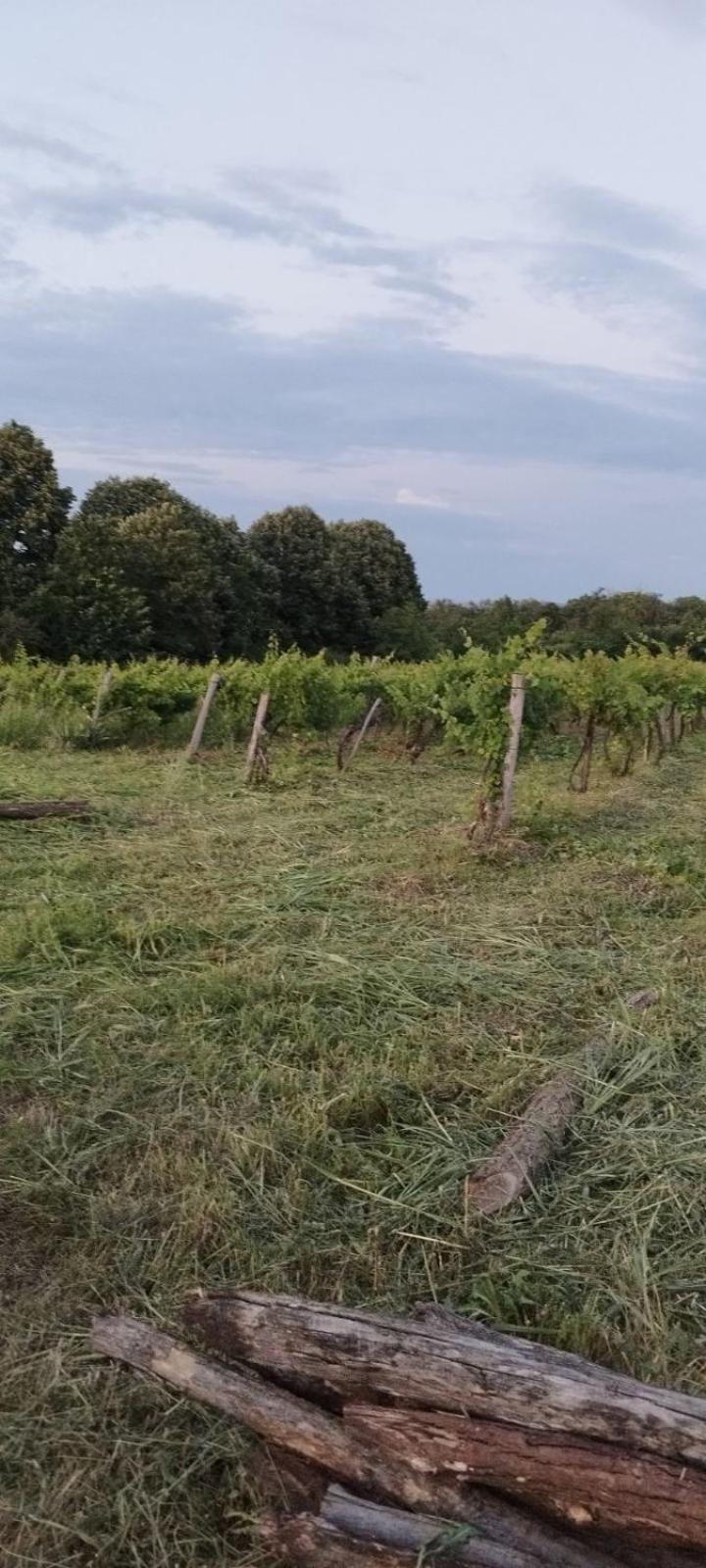 "Pivnica I Smestaj Jovanovic"- Rogljevacke Pivnice Rogljevo Zewnętrze zdjęcie